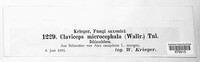 Claviceps purpurea image